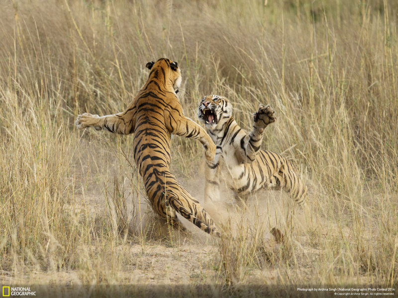 Illustration for article titled Las impresionantes fotos ganadoras del concurso de National Geographic
